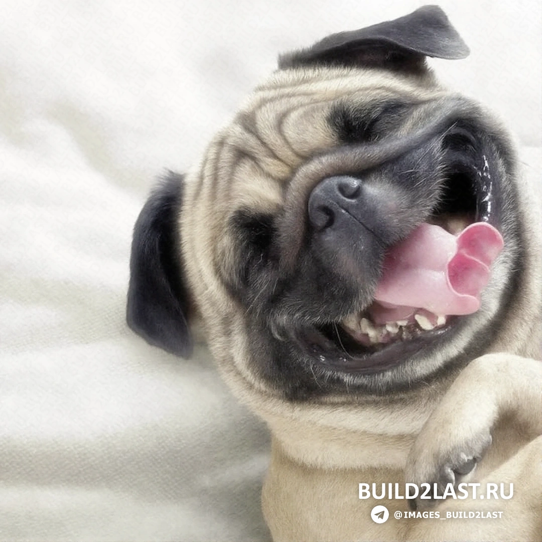 Животное, проявляющее счастье на фотографии, вызывающее позитивные эмоции